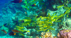 Diving and snorkeling Cades Reef Antigua tropical fish